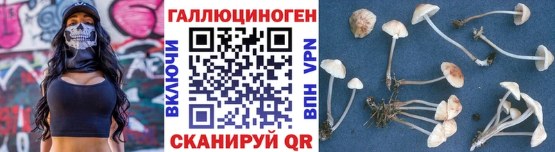 Псилоцибиновые грибы Psilocybine cubensis Королёв